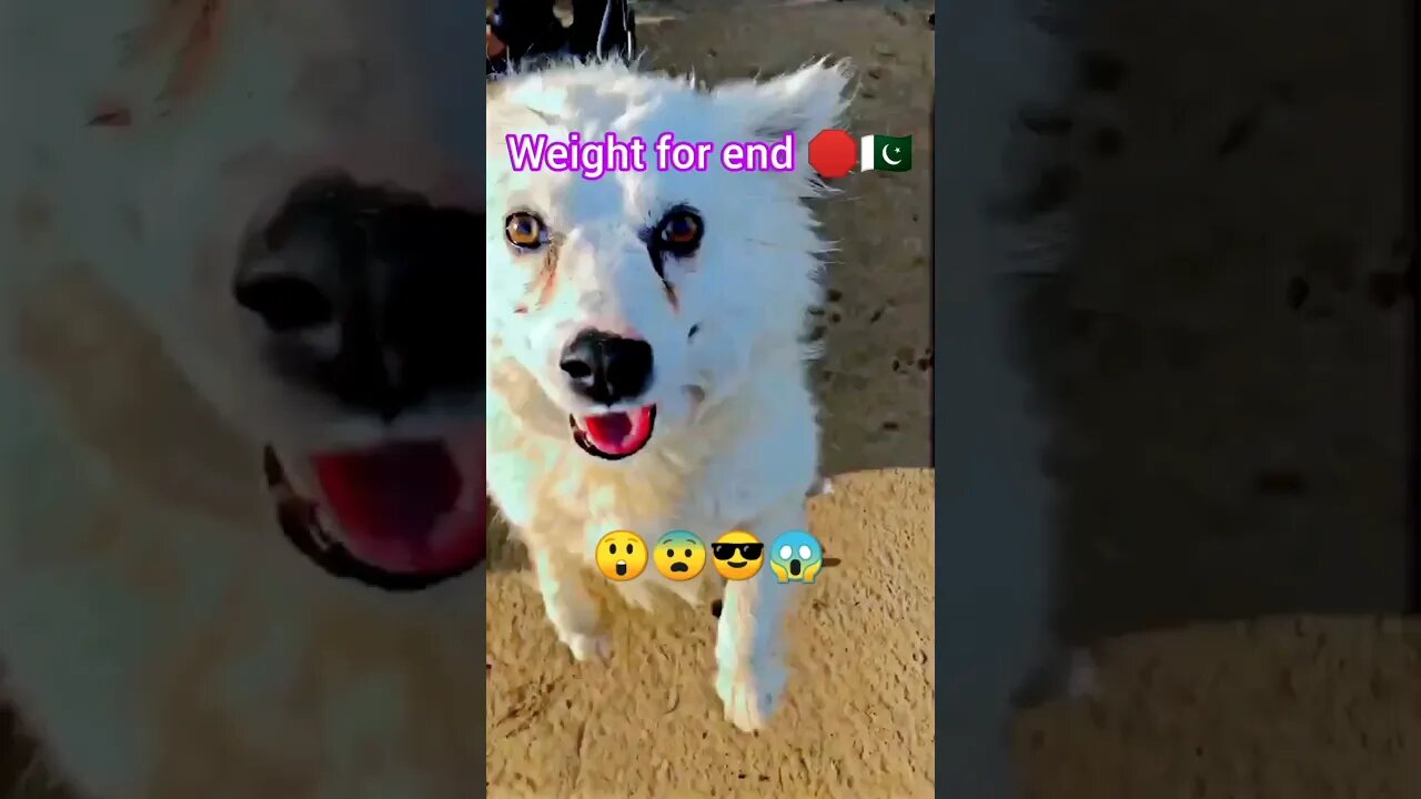 💪Cute white dog in Pakistan🇵🇰 | ua58sb #shorts #dog #animals #ua58sb @bbcearth @animalshome467