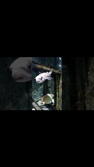 porcupine fish Pineknoll shores aquarium