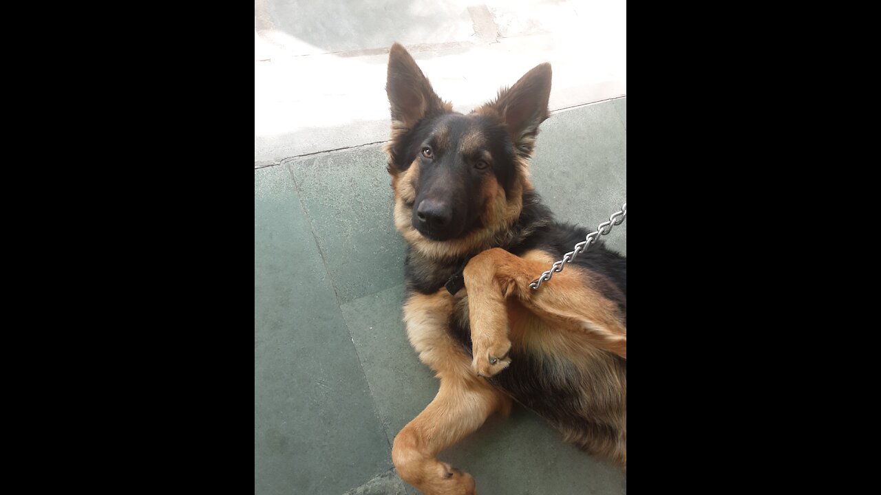 German shepherd instant reaction after calling his name Rocket 🚀