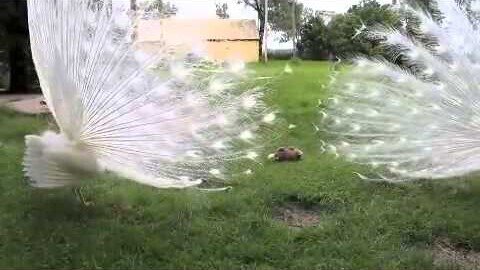 White Peacock's Friend, Mr. Peacock And Friends