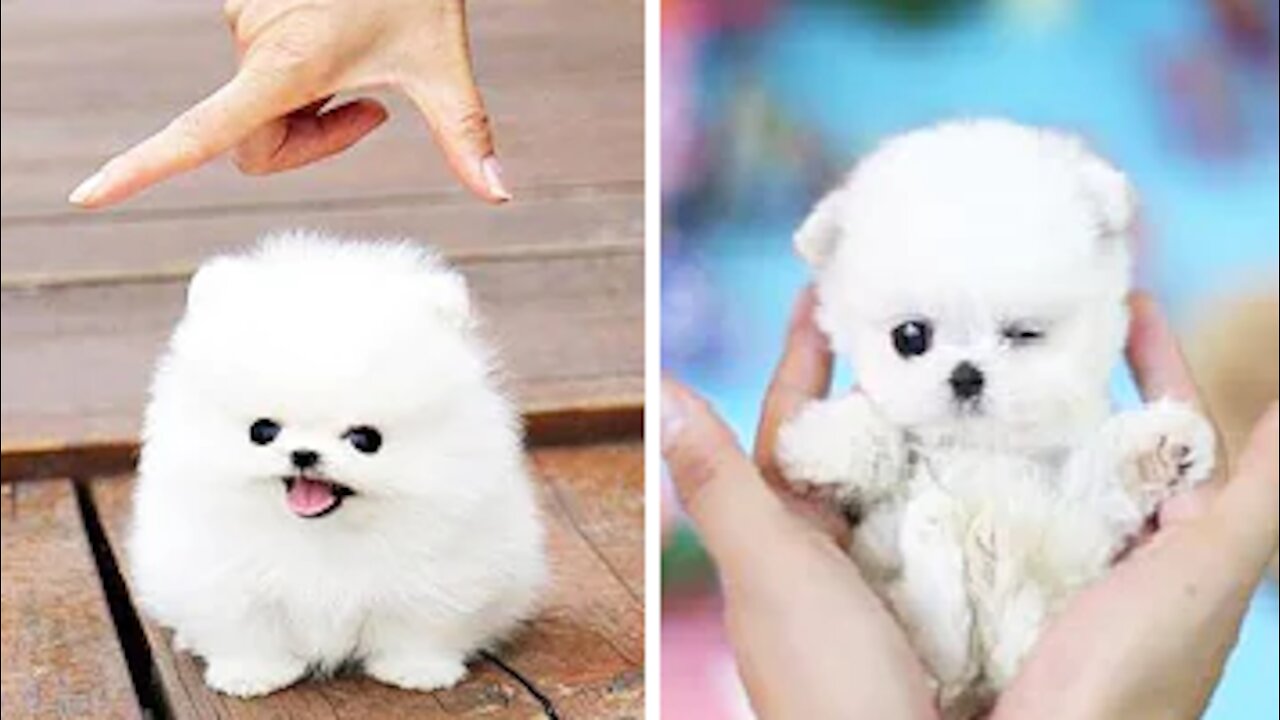 Hilariously Cute Puppies, Cute Funny and Smart Dogs