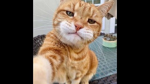 FUNNY CAT VIDEOS | YOU LAUGH YOU LOSE
