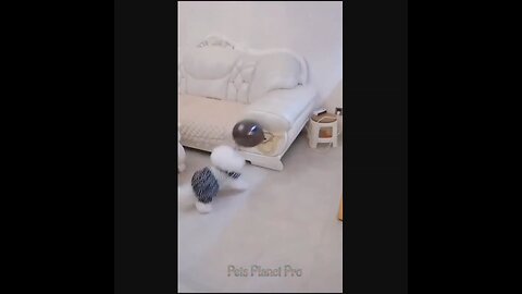 @Shorts @Reels Amazing funny and uniques pet videos @Short 46 @Shorts_Full-HD