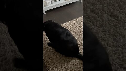 Dog Rubbing Butt, Denies Everything!!