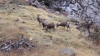 Storm drive hwy 38, Yucaipa to Forest Falls. Bighorn sheep. Jan 23 2021