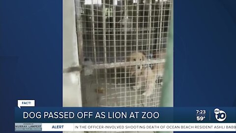 Fact or Fiction: Dog on display as lion at zoo?