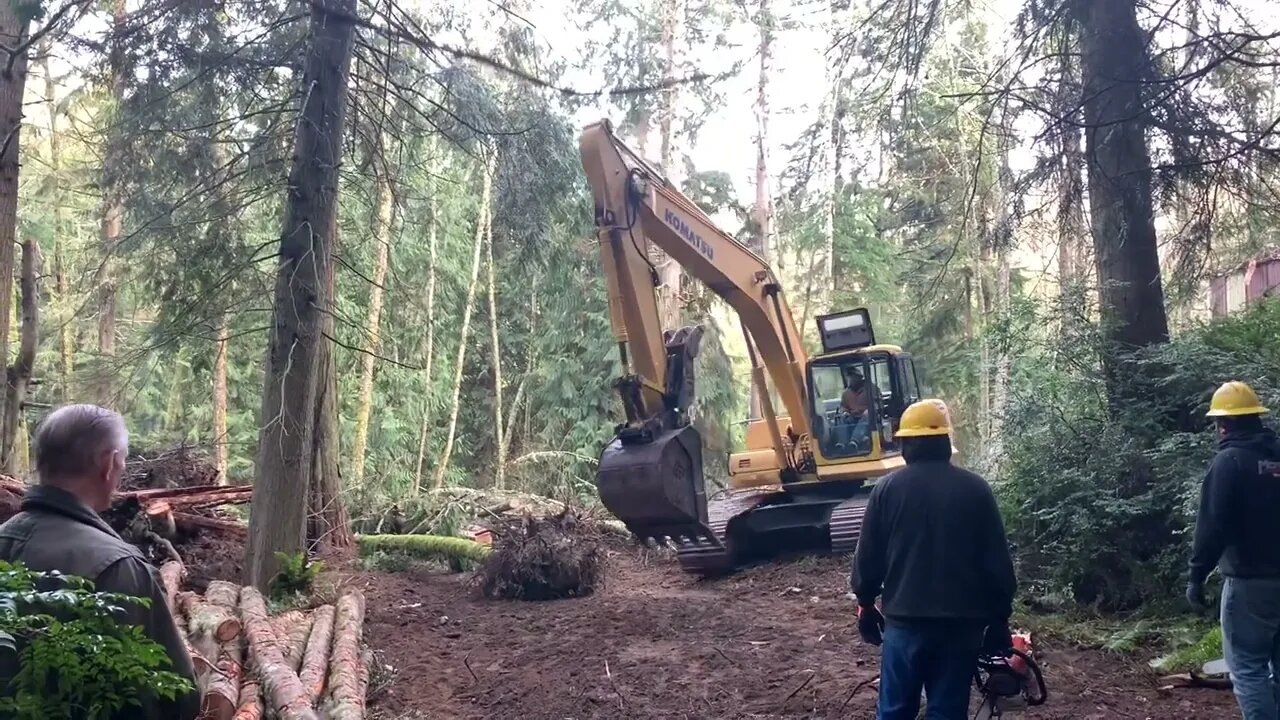 Living Among Trees, Longevity, and Lambdog