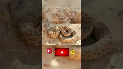 Amazing Facts You do not know #113 Rattlesnakes