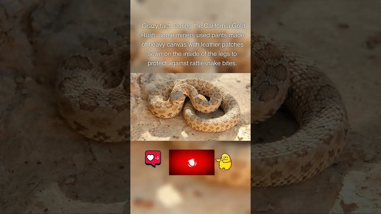 Amazing Facts You do not know #113 Rattlesnakes