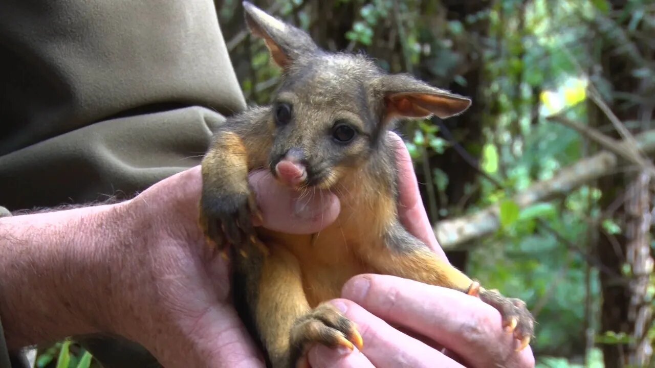 Mt Pirongia Poison Drop Breaches Manufacturer's Warning