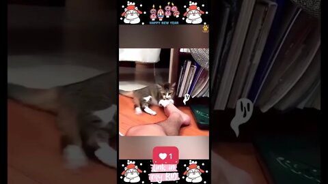 #07_😂😹😂 #Cute #Animals #For #When #You #Are #Stressed 😂😹😂 (#2022)