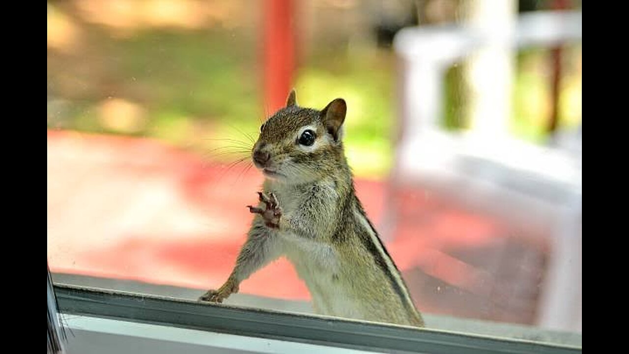 CHIPMUNK SHENANIGANS! 🐿️ Crazy Capers" #ChipmunkMischief #FunnyAnimals