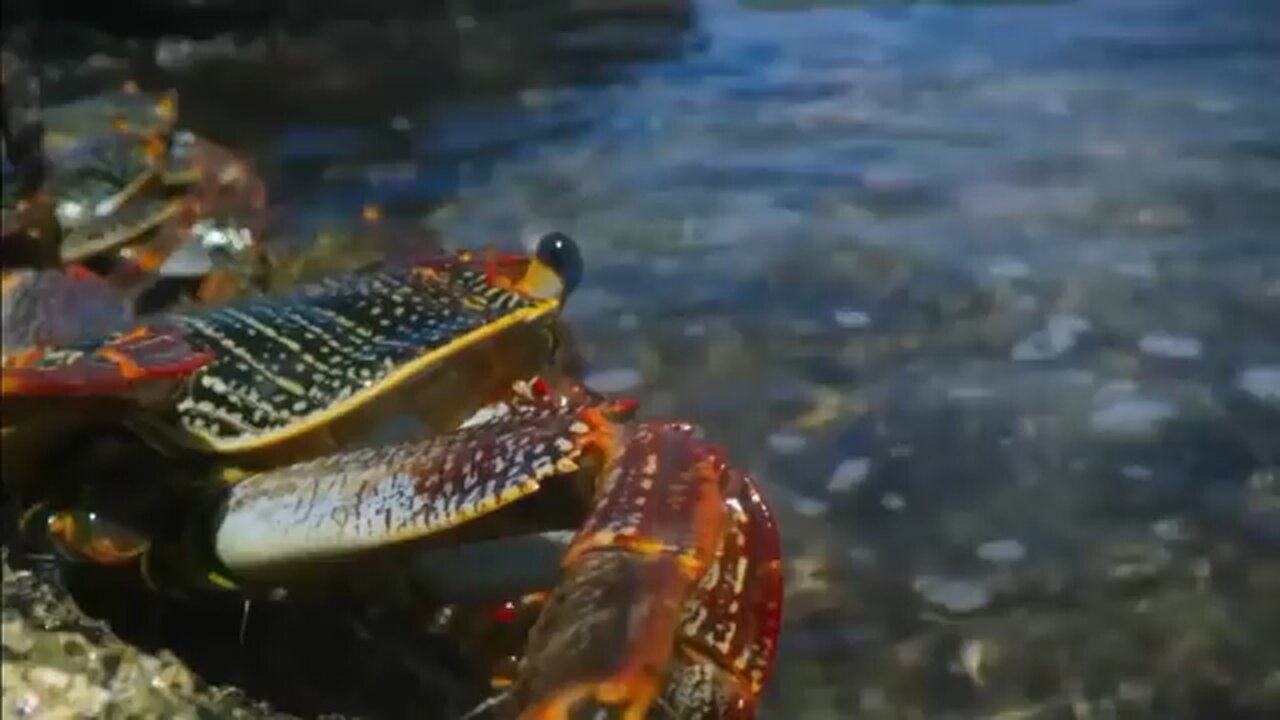 The Eagle Dies While Hunting Octopus In The Ocean