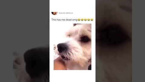 That face 😂😂😂💯 #shorts #shortsvideo #funny #dog #fyp