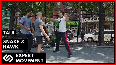 Snake & Hawk Movement ☯ Modern Combat Taiji Chuan