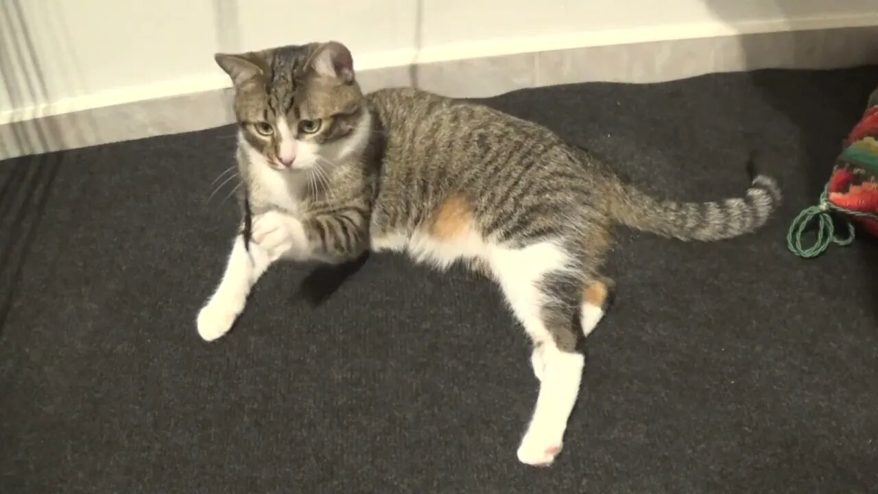 Funny cat Plays with Shoelace