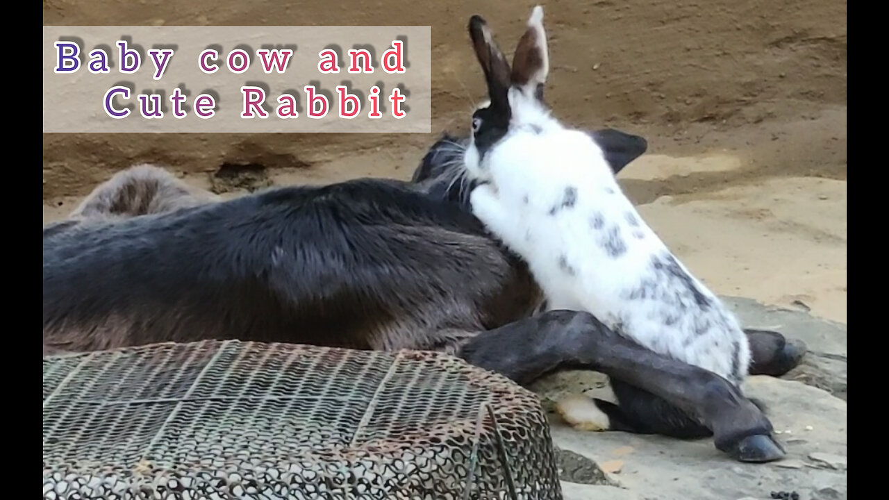 Cute Rabbit and baby cow playing together