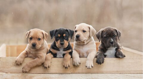 TOP 10 CUTE PUPPY BREEDS