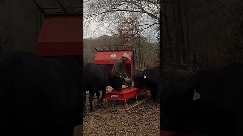 Feeding the bulls. #farm #ranch #cattle #farmlife #ranchlife #cowboy #cowboys