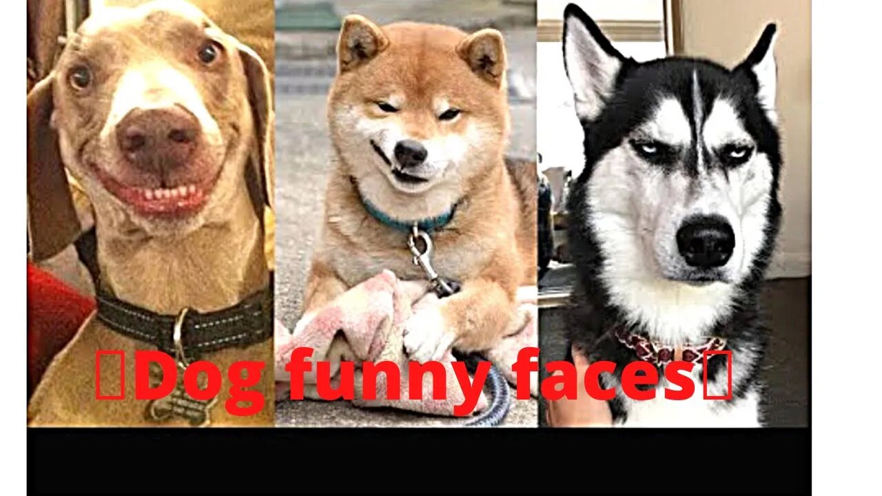 🤣funny dog vedios 🤣 It's time to laugh with dog funny moments 😍😜 l #sabircool