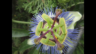 Double Beauty Blue Passion Flower Aug 2022