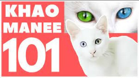 Khao Manee Cats : Fun Facts & Myths