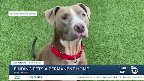 Pet of the Week: Bob Winky