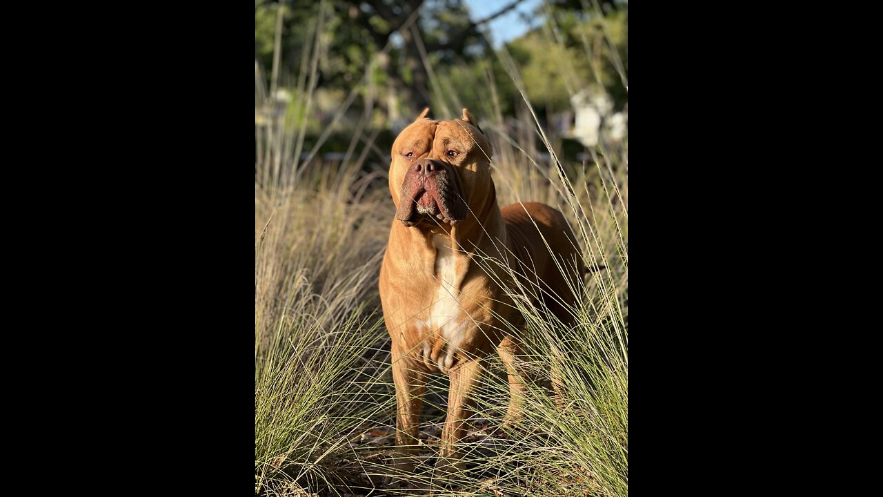 GIANT Pit Bull is hunting/hungry for some “chicken wings” 🦁😋🐓