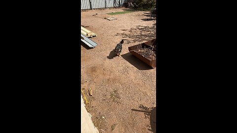 Throwing ball for dog