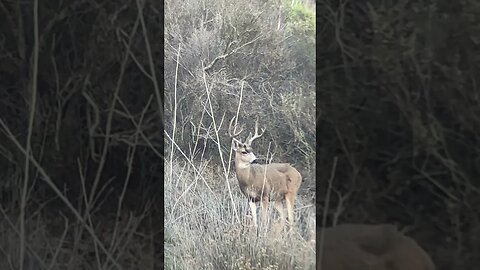 California Mule deer