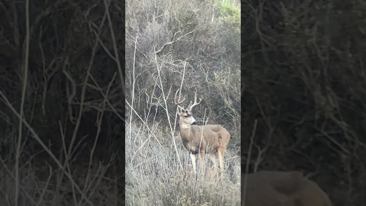 California Mule deer