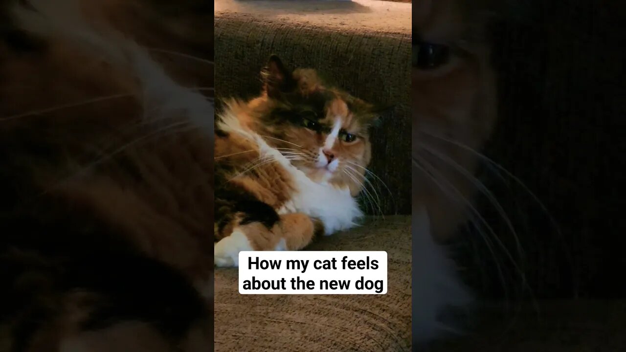 Do all cats feel this way?