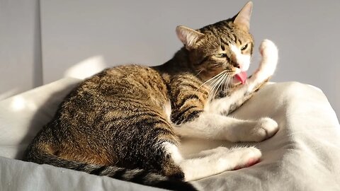 Funny Kitten Cleans His Toes