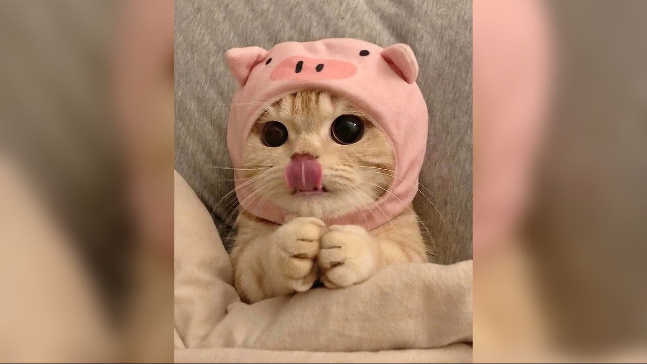 Funny Cats and Kittens Compilation