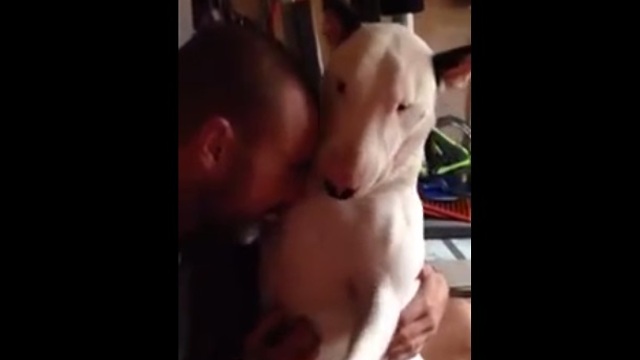 Bull Terrier won't stop giving kisses