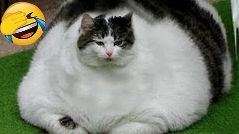 😂 animals crash 😂 funny cats dogs and animals.