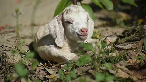 baby goat