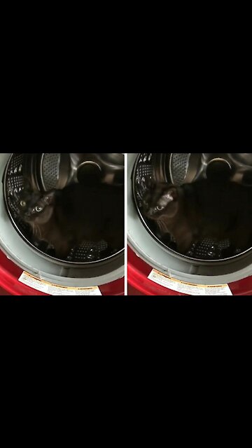 Cat inside the washing machine starts walking looking like a hamster