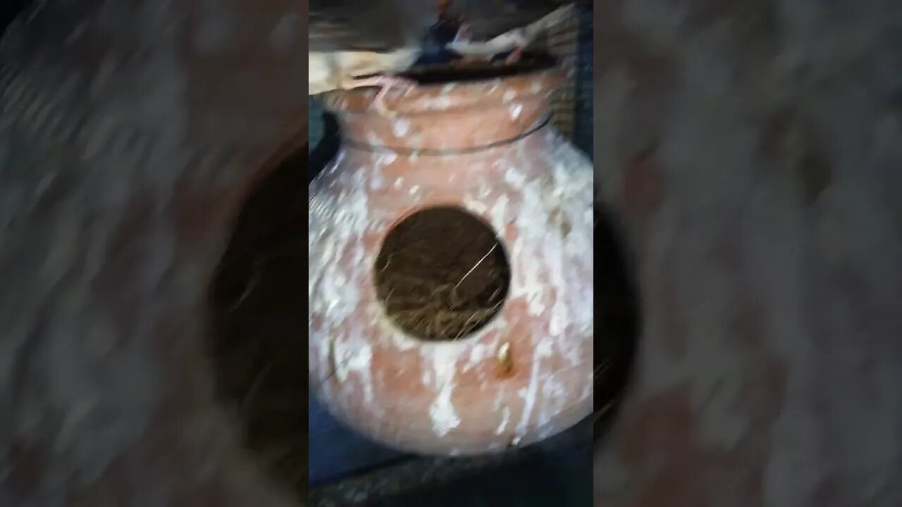 Mutation finches at SNS exotic finches #shorts #youtubeshorts #birdslover