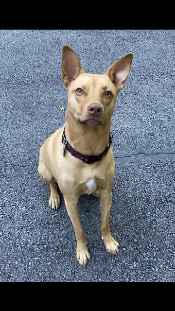 Adorable doggo shows her marvelous tricks!
