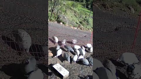 Breakfast with guinea fowl