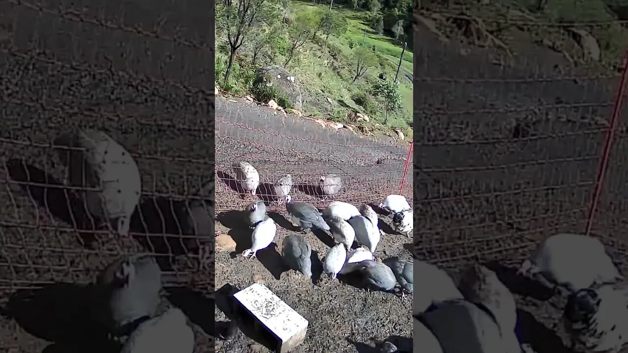 Breakfast with guinea fowl