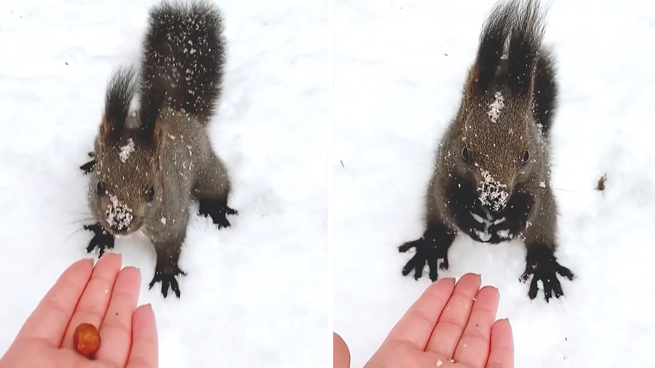 Friendly squirrel gently takes nut from human's hand