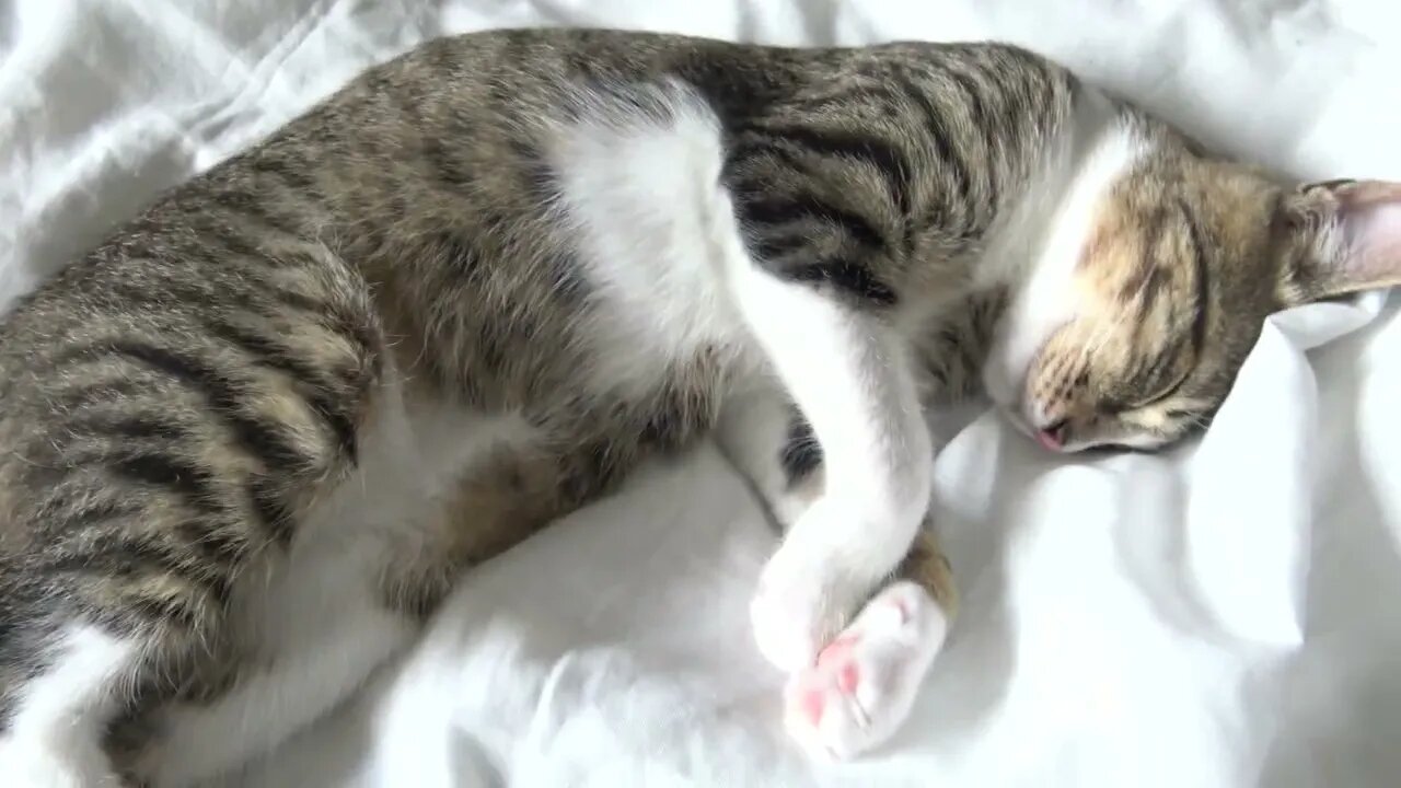 Kitten Rudolph Likes Being Brushed