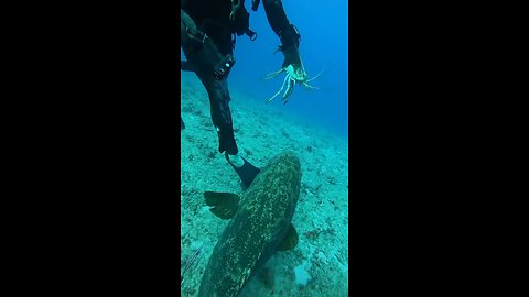 A scuba driver is defending his lobster from a hungry goliath grouper!