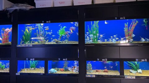 Live From Big Als Scarborough 🤩 Dropped off some fish 🤩💯🇨🇦