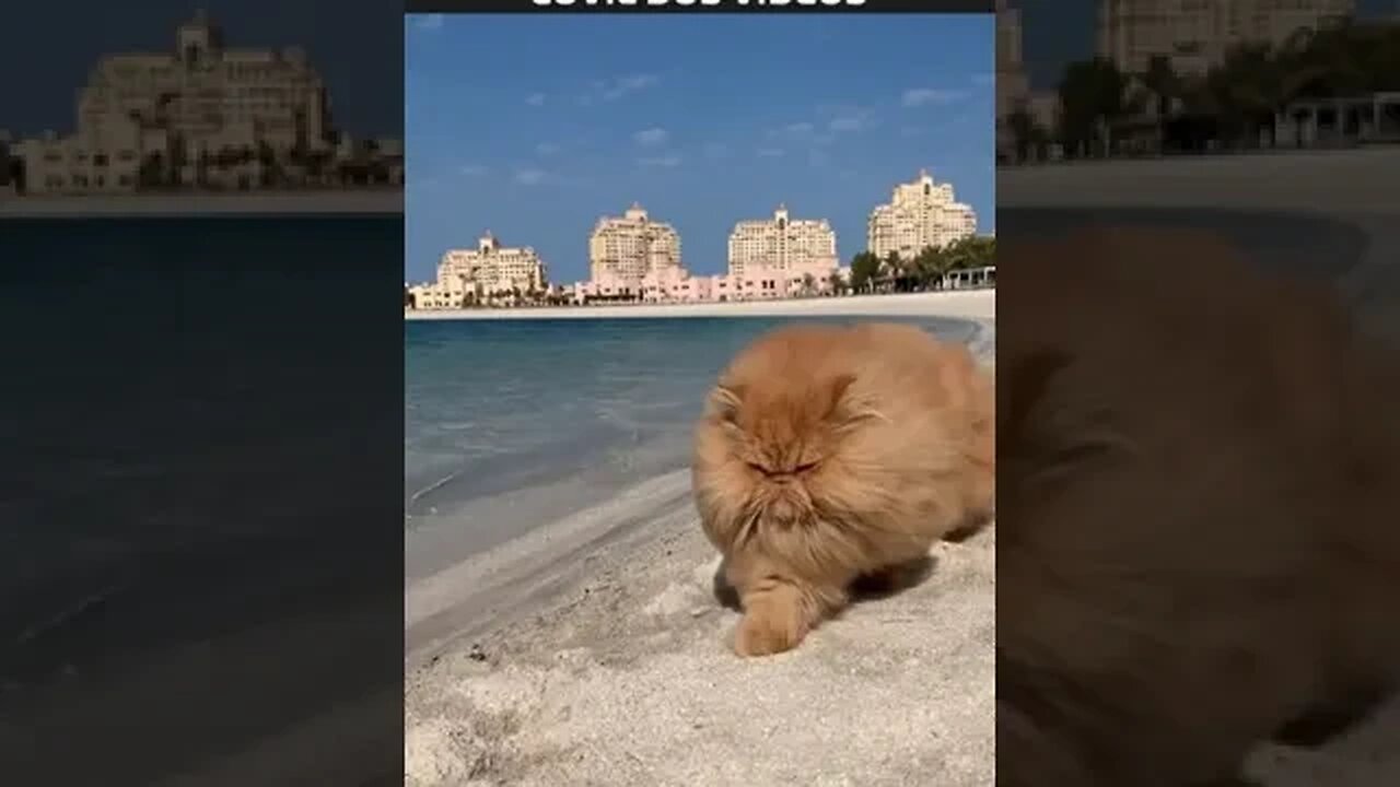 NÃO TEM COMO FICAR BRAVO NA PRAIA