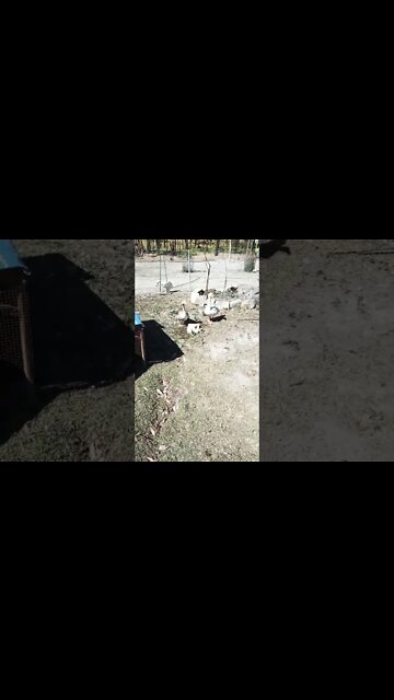 The Geese and Goslings are having a drink, one is sitting in the water 9 October 2022