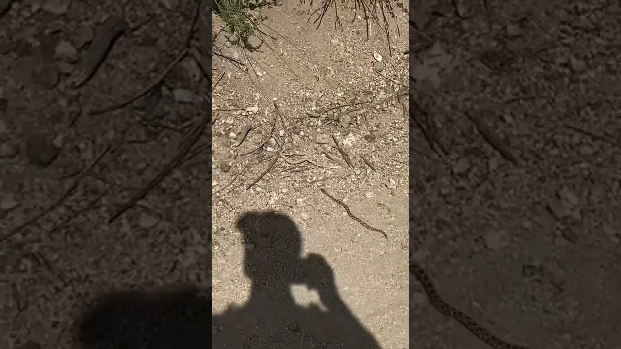 A baby rattlesnake makes a run for it! ￼