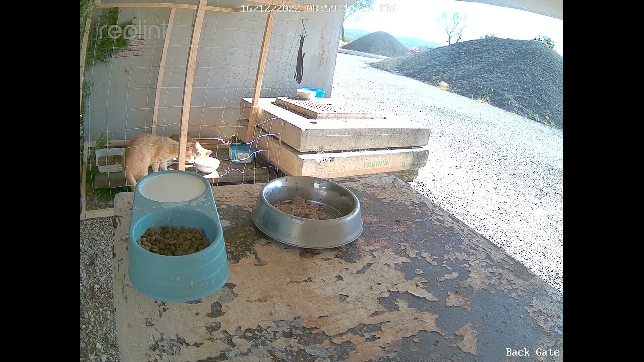 Mum & 2 kittens drink milk
